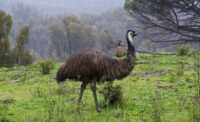 emu feathers